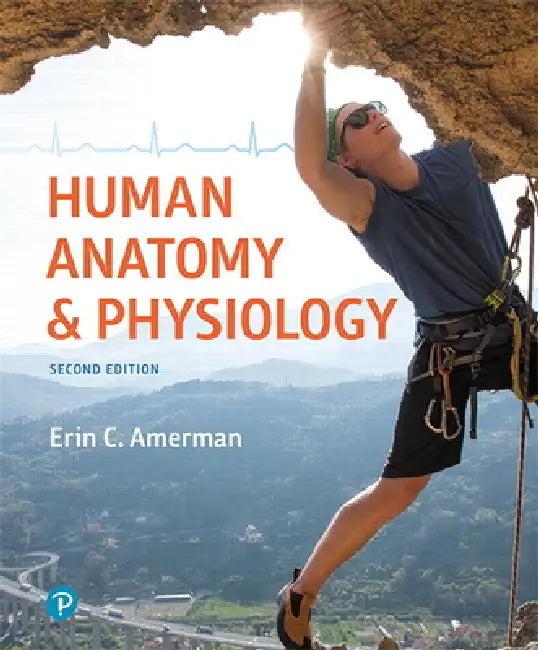 Human Anatomy & Physiology (English, Erin Amerman)