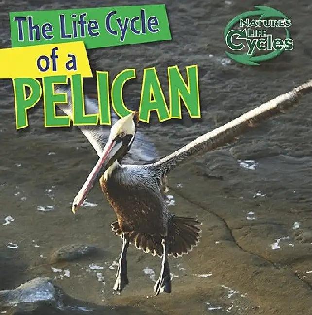 The Life Cycle of a Pelican (English, Anna Kingston)