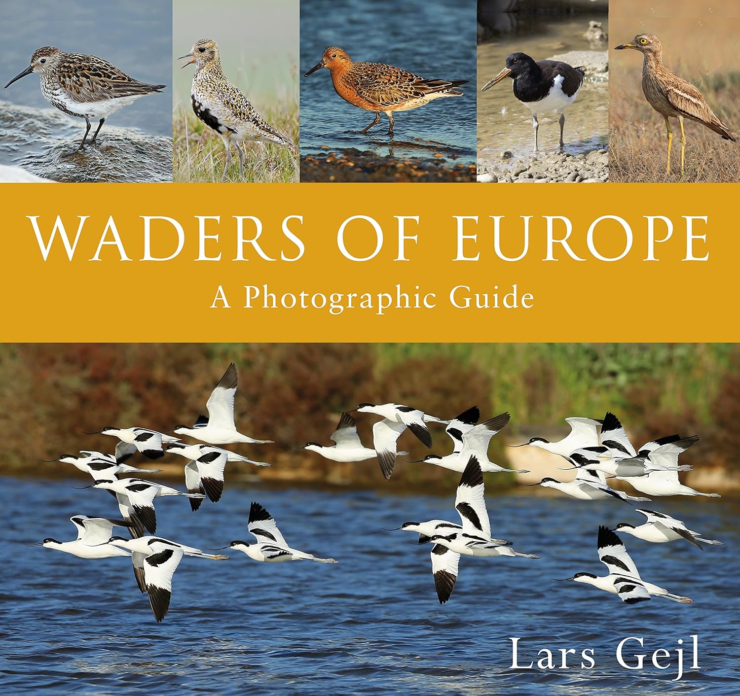 Buy Waders of Europe (English, Hardcover, Lars Gejl) Online at Best Price - GlowMirror