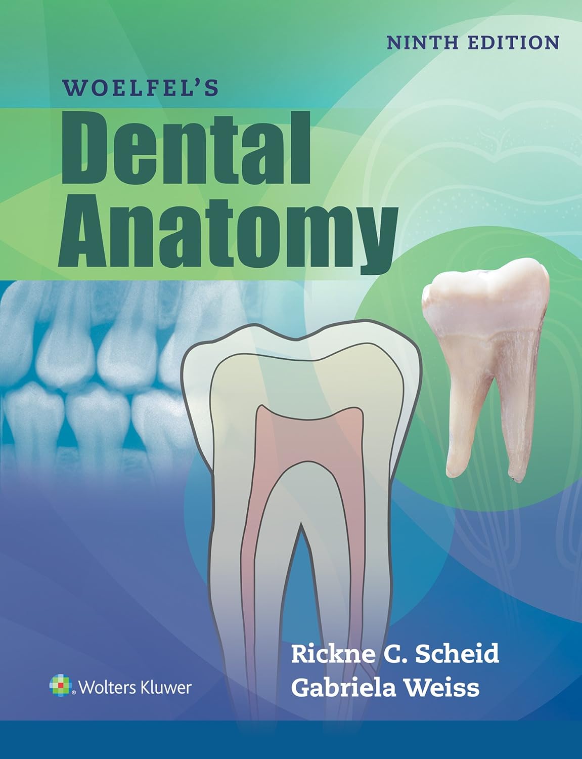 Buy Woelfels Dental Anatomy (English, Paperback, Rickne C. Scheid, Gabriela Weiss) Online at Best Price - GlowMirror