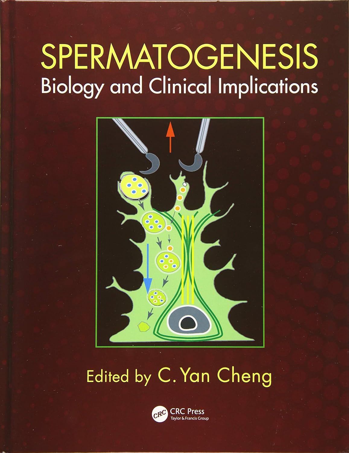 Spermatogenesis: Biology and Clinical Implications (English, Paperback, C. Yan Cheng)