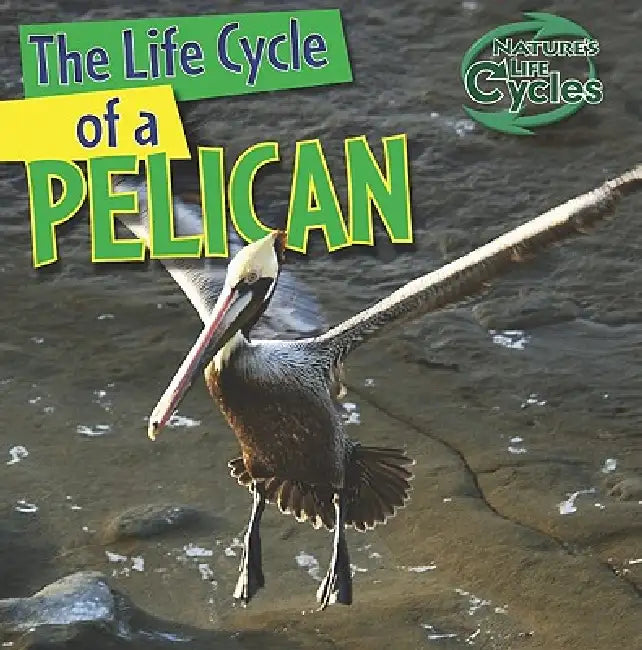 The Life Cycle of a Pelican (English, Anna Kingston)