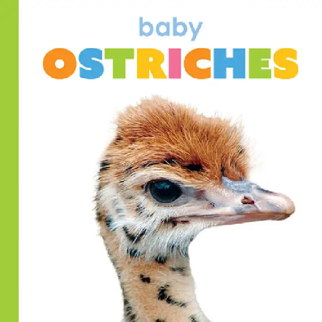 Baby Ostriches (English, Kim Thompson)